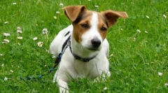 Jack russell terrier